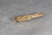 Pyroderces argyrogrammos
