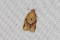Clepsis consimilana