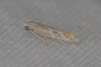 Ptocheuusa paupella
