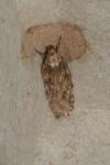 Depressaria ultimella