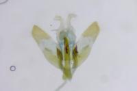 Depressaria ultimella