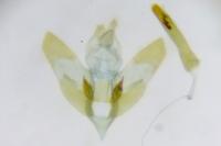 Depressaria ultimella