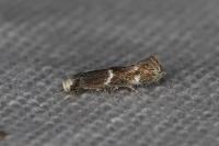 Elachista stabilella