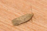Bryotropha