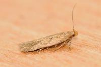 Bryotropha