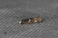 Elachista stabilella