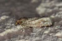 Lozotaeniodes cupressana