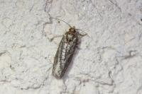 Lozotaeniodes cupressana