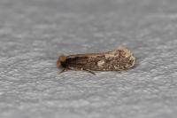Monopis crocicapitella