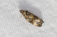 Endothenia gr. gentianaeana