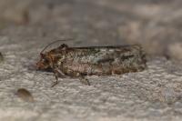 Lozotaeniodes cupressana