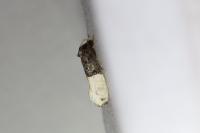 Trichophaga bipartitella