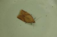 Clepsis consimilana