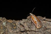 Acleris cristana