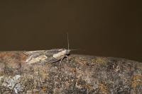 Doloploca punctulana