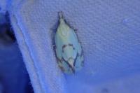 Agapeta hamana