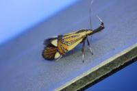Alabonia geoffrella