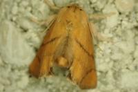 Apoda limacodes