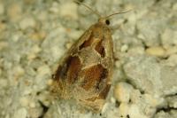 Archips crataegana