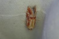 Rhyacionia