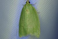 Tortrix viridana