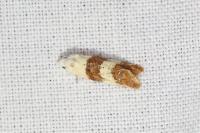Phtheochroa fulvicinctana