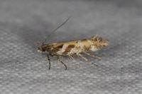Aristotelia