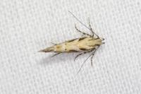 Aristotelia