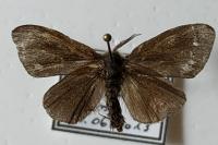 Canephora hirsuta