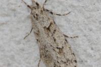 Diurnea fagella