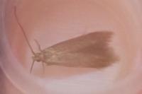 Coleophora serratella