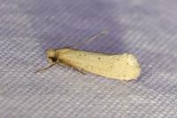 Myrmecozela ataxella