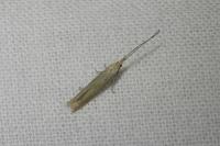 Coleophora