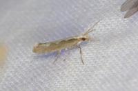 Plutella xylostella