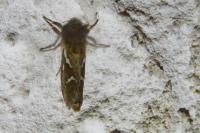 Korscheltellus lupulinus