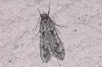 Diurnea fagella