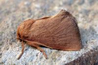 Hoyosia codeti