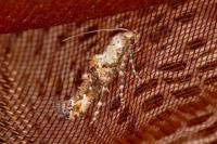 Epermenia chaerophyllella
