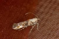 Epermenia chaerophyllella