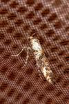 Epermenia chaerophyllella