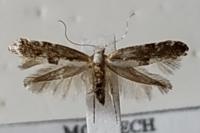 Argyresthia spinosella