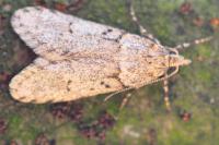 Diurnea fagella