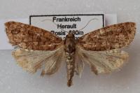 Lozotaeniodes formosana