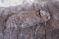 Cossus cossus