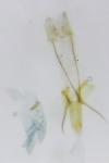 Tuta absoluta
