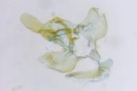 Clepsis pallidana