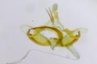 Coleophora asteris