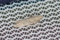 Scrobipalpa salinella