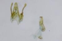 Scrobipalpa salinella