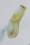 Scrobipalpa salinella